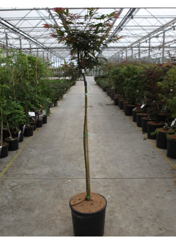 ACER palmatum SHAINA (Érable du Japon) En pot de 12-15 litres forme tige hauteur du tronc 090-110 cm