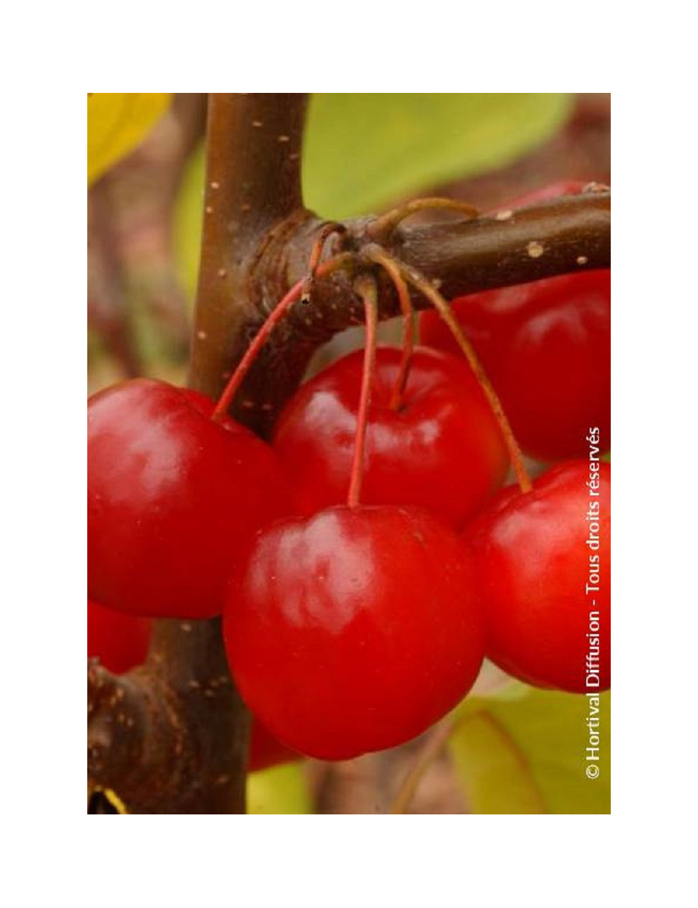 MALUS RED SENTINEL (Pommier d'ornement)3