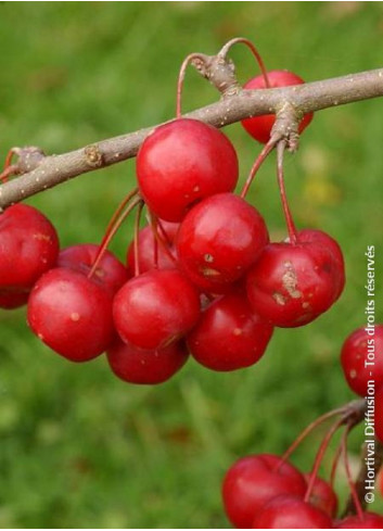 MALUS RED SENTINEL (Pommier d'ornement)2