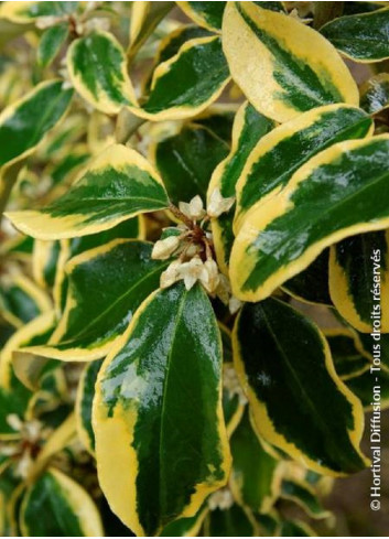 Topiaire (Plante taillée) - ELAEAGNUS ebbingei Gilt hedge (Chalef panaché)