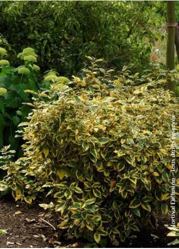 Topiaire (Plante taillée) - ELAEAGNUS ebbingei Gilt hedge (Chalef panaché)