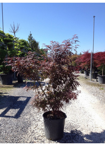 ACER palmatum SKEETER'S BROOM (Érable du Japon) En pot de 15-20 litres