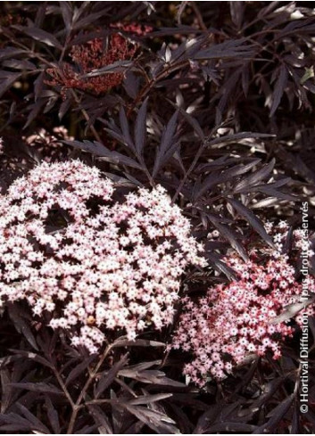 SAMBUCUS nigra BLACK LACE cov (Sureau noir Black Lace)