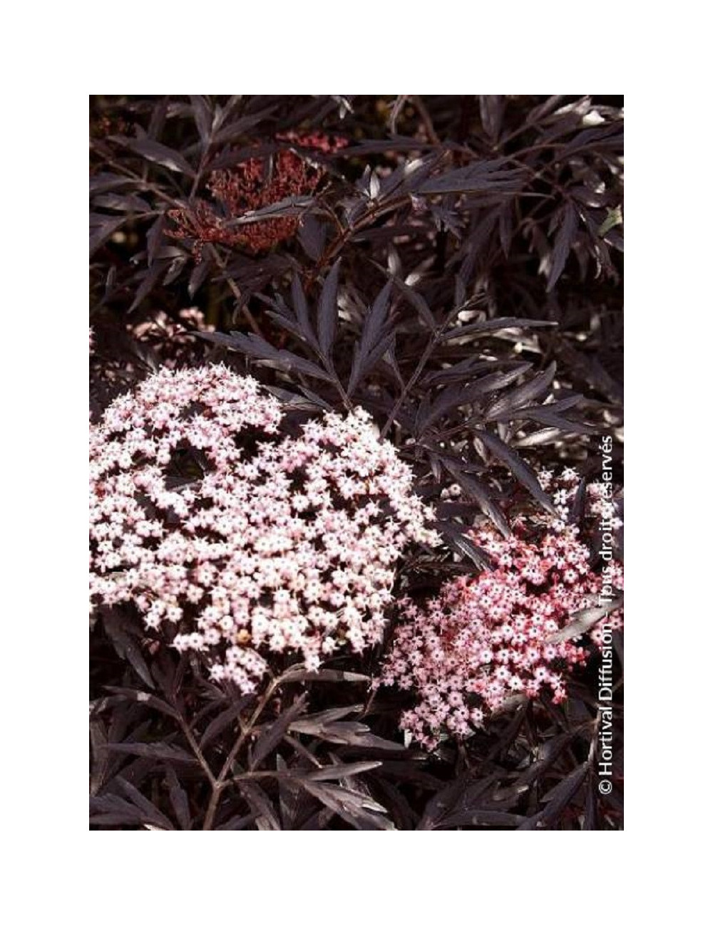 SAMBUCUS nigra BLACK LACE cov (Sureau noir Black Lace)