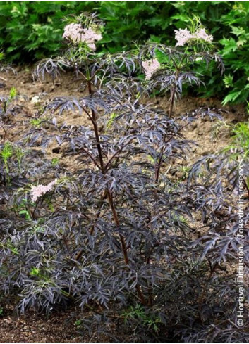 SAMBUCUS nigra BLACK LACE cov (Sureau noir Black Lace)4