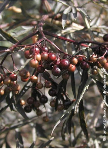 SAMBUCUS nigra BLACK LACE cov (Sureau noir Black Lace)1