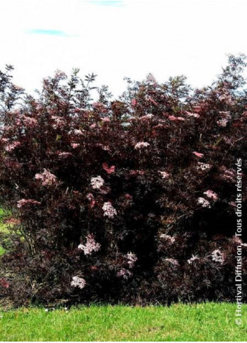 SAMBUCUS nigra BLACK LACE cov (Sureau noir Black Lace)2