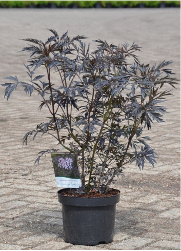 sambucus_nigra_black_lace-96013150_1GSJmWXqG73CbM_1280x1280