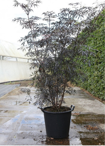 SAMBUCUS nigra BLACK LACE cov (Sureau noir Black Lace) En pot de 30-35 litres forme buisson hauteur 125-150 cm