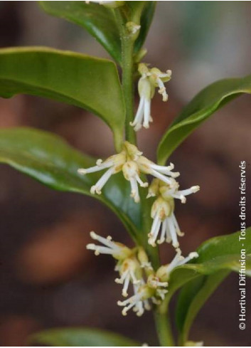 SARCOCOCCA confusa (Sarcococca confus)