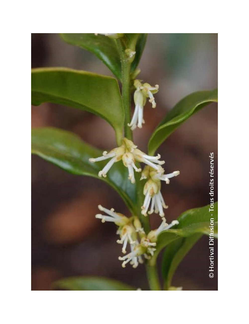 SARCOCOCCA confusa (Sarcococca confus)