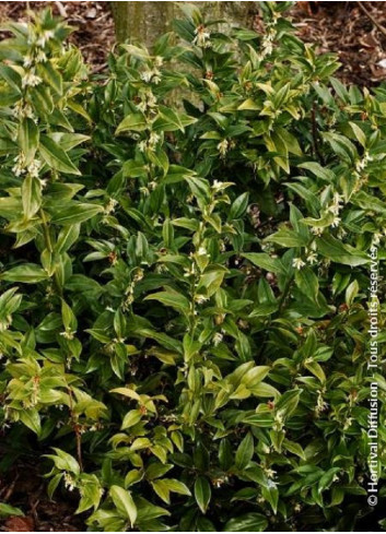 SARCOCOCCA confusa (Sarcococca confus)2