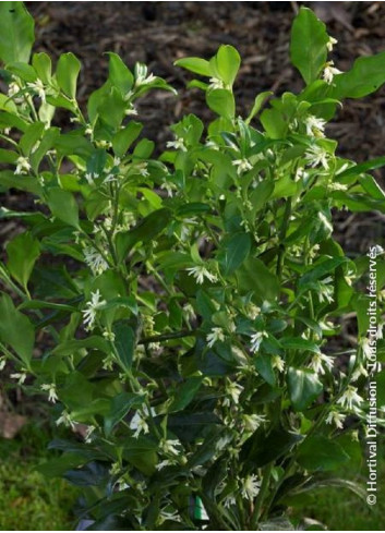 SARCOCOCCA confusa (Sarcococca confus)1