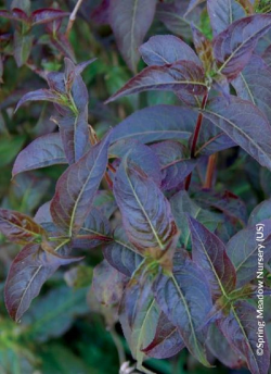 DIERVILLA rivularis KODIAK BLACK