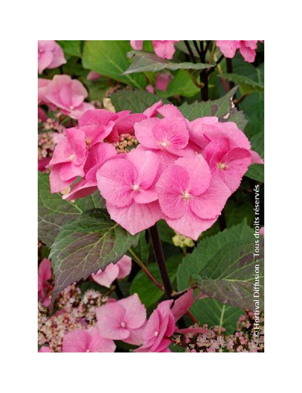 HYDRANGEA macrophylla ZORRO ROSE cov (Hortensia)3