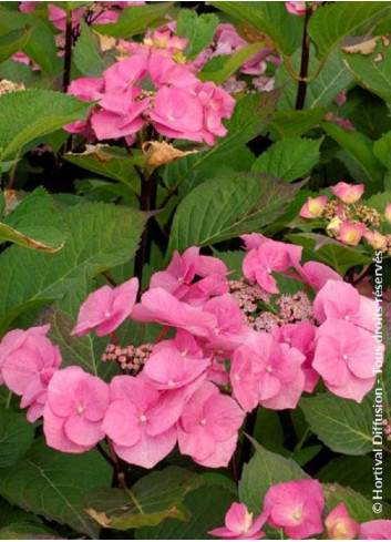 HYDRANGEA macrophylla ZORRO ROSE cov (Hortensia)