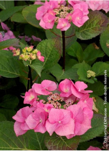 HYDRANGEA macrophylla ZORRO ROSE cov (Hortensia)2