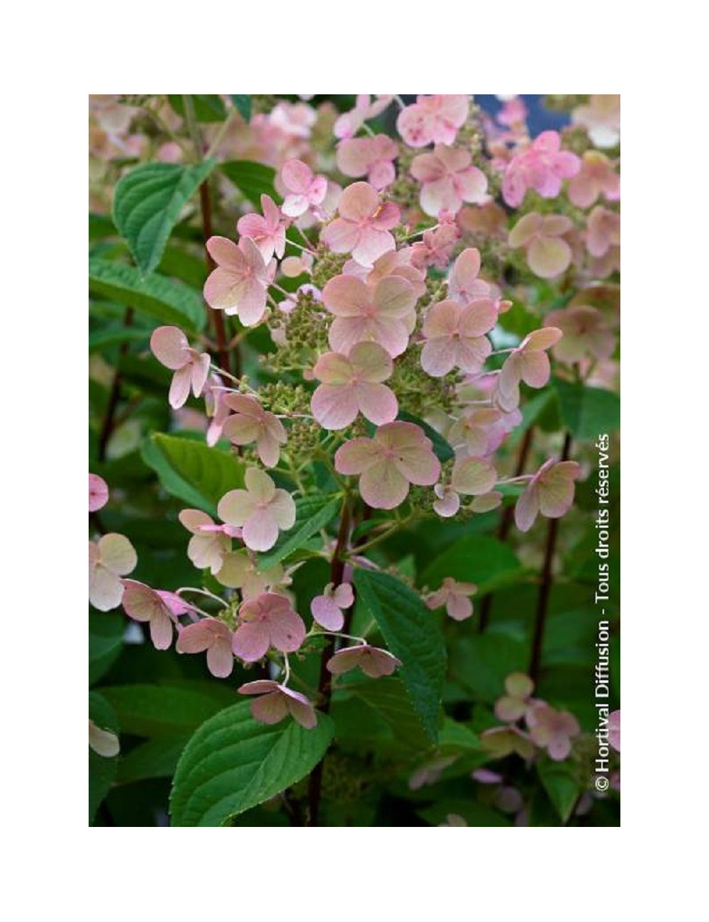 HYDRANGEA paniculata EARLY SENSATION cov (Hortensia paniculé)1