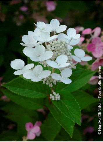 HYDRANGEA paniculata EARLY SENSATION cov (Hortensia paniculé)3