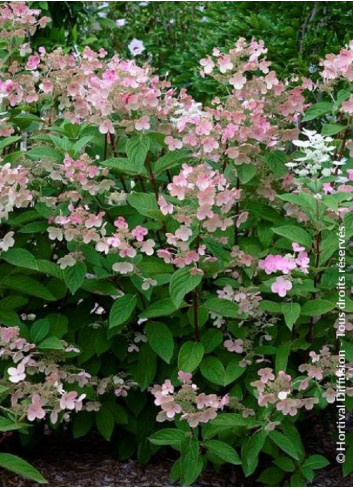 HYDRANGEA paniculata EARLY SENSATION cov (Hortensia paniculé)2