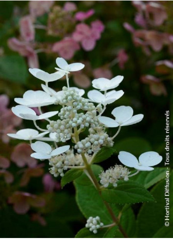 HYDRANGEA paniculata EARLY SENSATION cov (Hortensia paniculé)