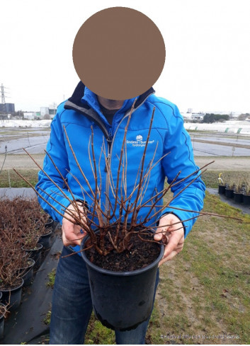 HYDRANGEA paniculata En pot de 4-5 litres forme touffe