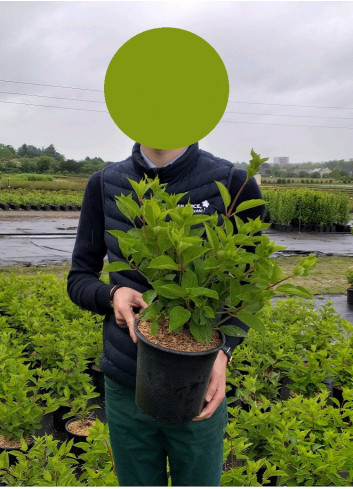 HYDRANGEA paniculata FRAISE MELBA (R) En pot de 4-5 litres forme buisson