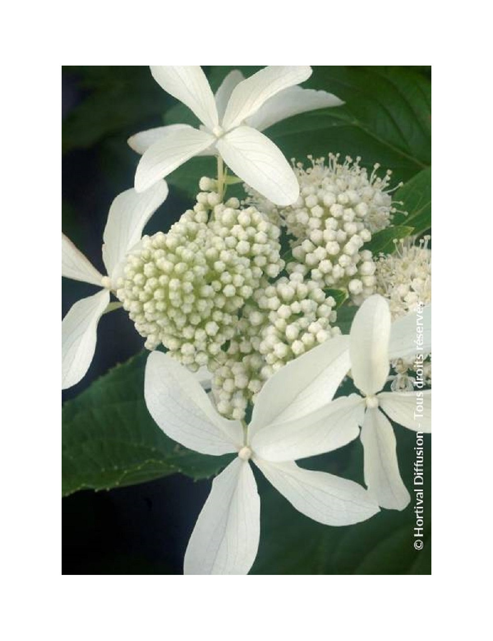 HYDRANGEA paniculata GREAT STAR ® (Hortensia paniculé)