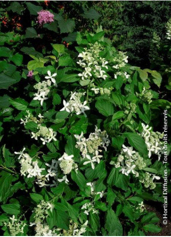 HYDRANGEA paniculata GREAT STAR ® (Hortensia paniculé)1