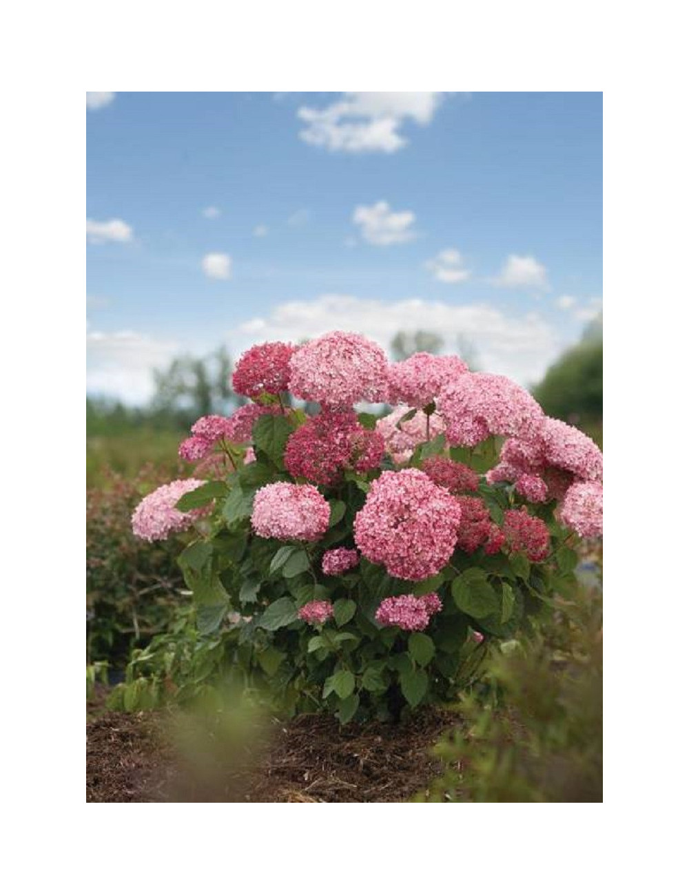 HYDRANGEA arborescens PW ® PINK ANNABELLE ® (Hortensia arbustif)