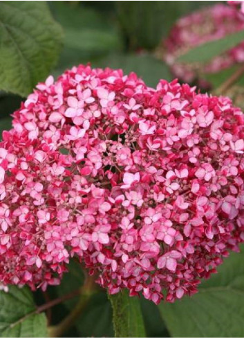 HYDRANGEA arborescens PW ® PINK ANNABELLE ® (Hortensia arbustif)1