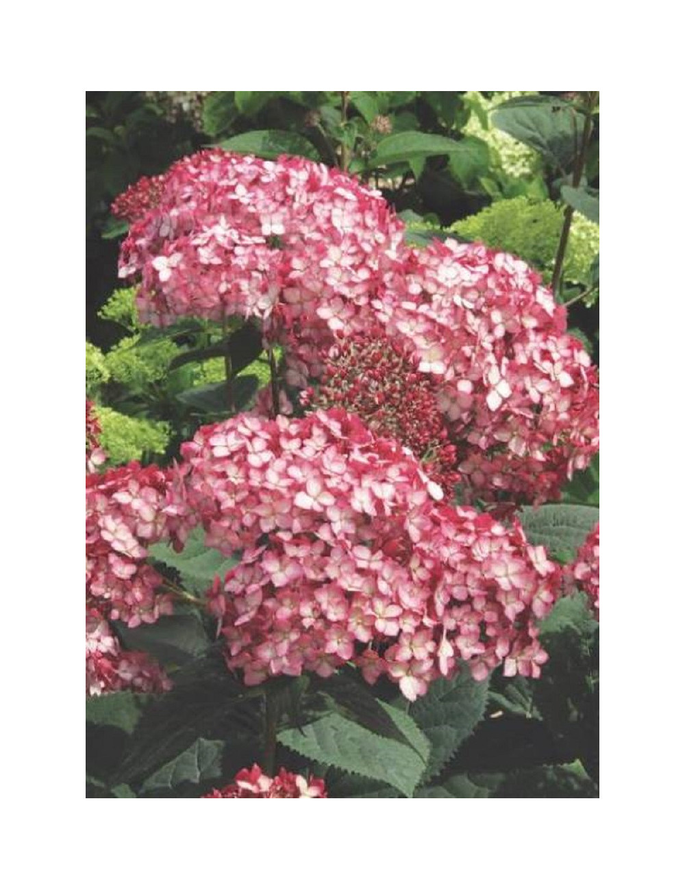 HYDRANGEA arborescens PW ® RUBY ANNABELLE ® (Hortensia arbustif)