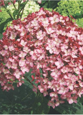 HYDRANGEA arborescens PW ® RUBY ANNABELLE ® (Hortensia arbustif)1