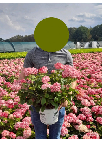 HYDRANGEA arborescens PW® RUBY ANNABELLE® (Hortensia arbustif) En pot de 4-5 litres forme buisson