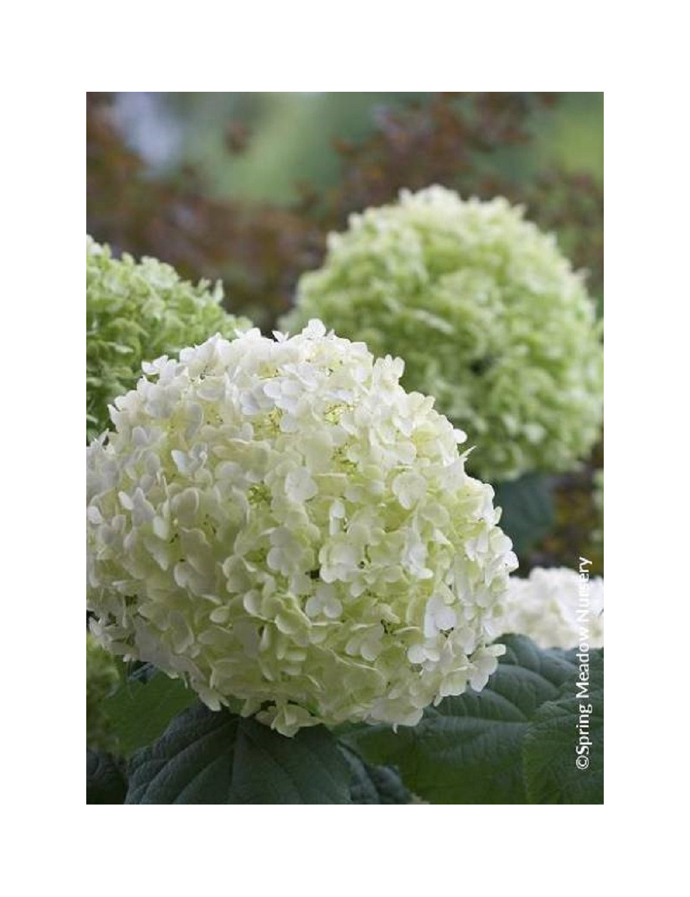 HYDRANGEA arborescens PW ® STRONG ANNABELLE ® (Hortensia arbustif)2