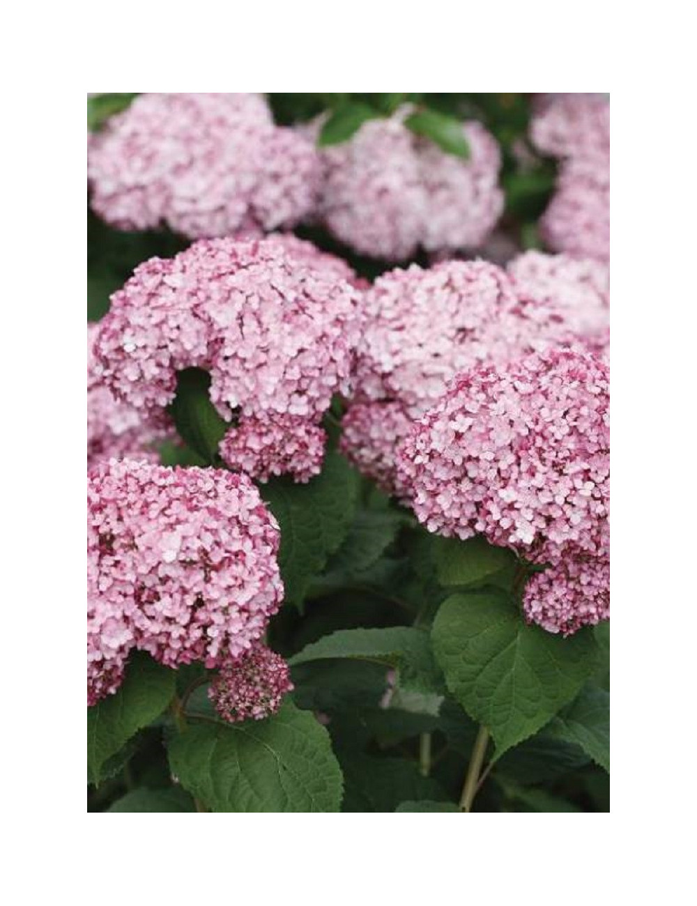 HYDRANGEA arborescens PW ® SWEET ANNABELLE ® (Hortensia arbustif)1