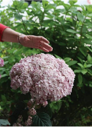 HYDRANGEA arborescens PW ® SWEET ANNABELLE ® (Hortensia arbustif)