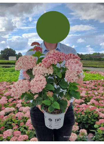 HYDRANGEA arborescens PW ® SWEET ANNABELLE ® (Hortensia arbustif) En pot de 4-5 litres forme buisson