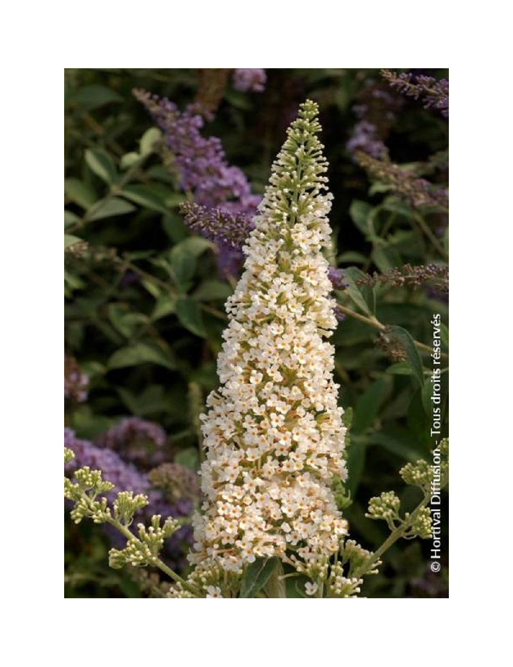 BUDDLEJA davidii RÊVE DE PAPILLON ® WHITE (Arbre aux papillons)