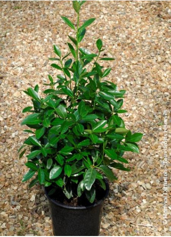 EUONYMUS japonicus GREEN MILLENIUM ® cov (Fusain du Japon Green Millenium) En pot de 4-5 litres
