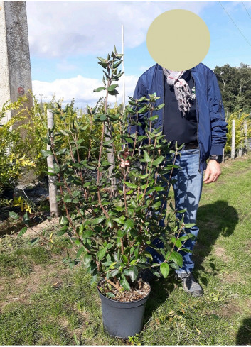 VIBURNUM burkwoodii MOHAWK (Viorne) En pot de 10-12 litres forme buisson extra
