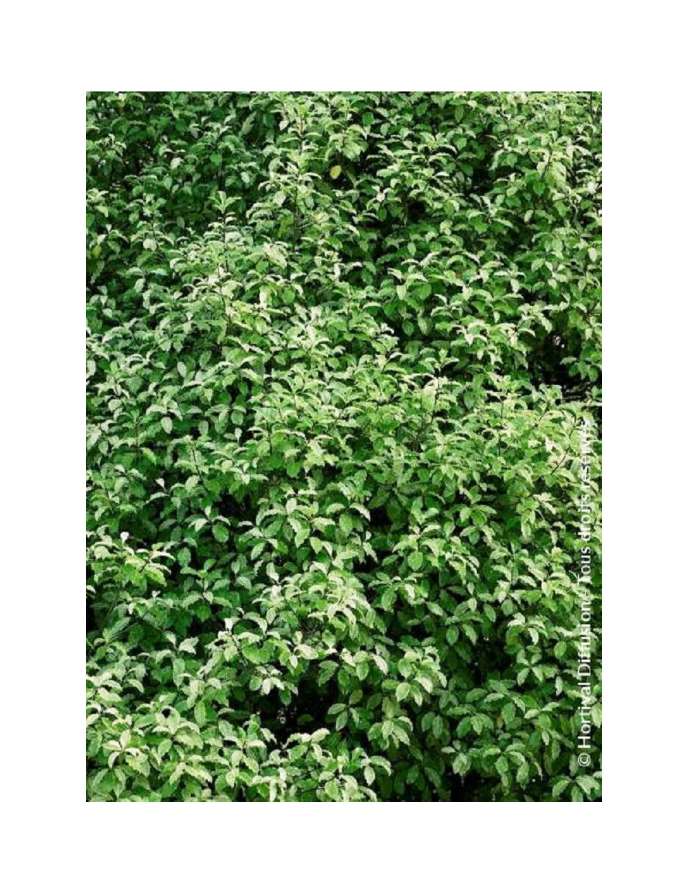 PITTOSPORUM tenuifolium IRENE PATERSON (Pittospore à petites feuilles)2