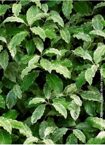 PITTOSPORUM tenuifolium IRENE PATERSON (Pittospore à petites feuilles)