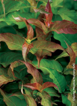 DIERVILLA splendens KODIAK RED