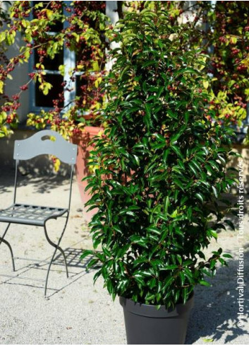 PRUNUS lusitanica MYRTIFOLIA (Laurier du Portugal à feuilles de myrte)