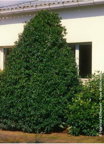 PRUNUS lusitanica MYRTIFOLIA (Laurier du Portugal à feuilles de myrte)1