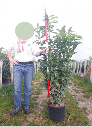PRUNUS laurocerasus GENOLIA ®(LAURIER-CERISE, LAURIER-AMANDE OU LAURIER-PALME) En pot de 15-20 litres forme buisson