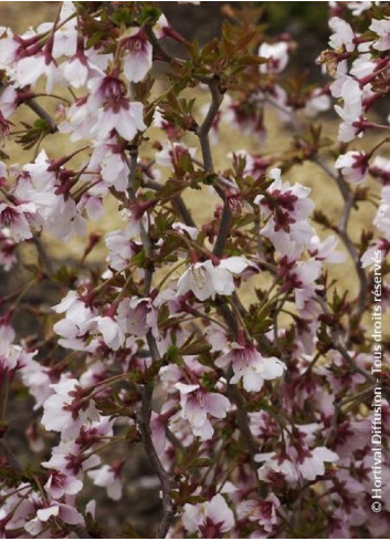 PRUNUS incisa KOJO NO MAI (Cerisier à fleurs du Japon Kojo No Mai)2