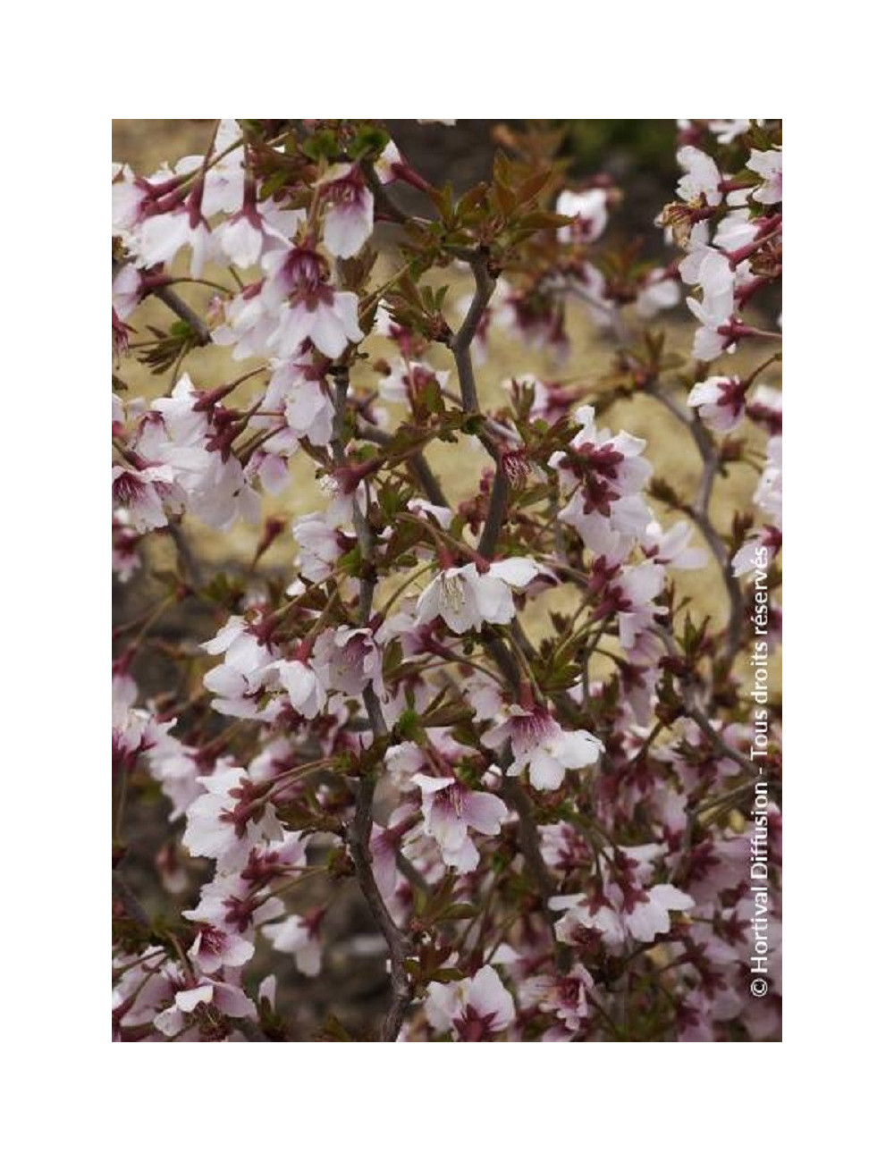 PRUNUS incisa KOJO NO MAI (Cerisier à fleurs du Japon Kojo No Mai)2