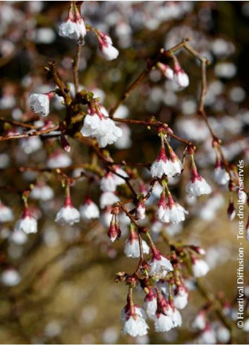 PRUNUS incisa KOJO NO MAI (Cerisier à fleurs du Japon Kojo No Mai)1